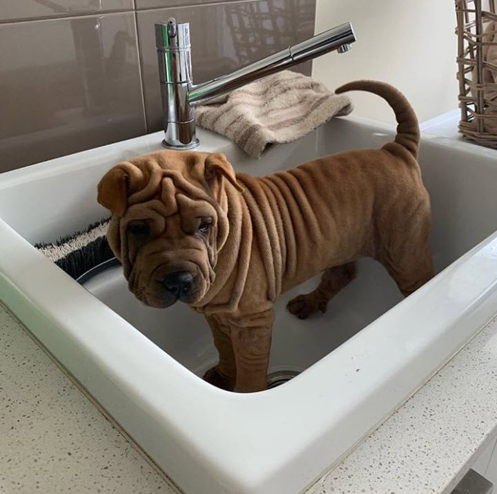 Illustration de l'article : 17 photos de chiens Shar-Pei prouvant qu'une peau plissée peut être la plus jolie des choses